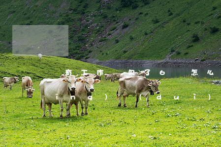 沒有工作還欠了6萬怎么辦？如何應(yīng)對(duì)債務(wù)問題？